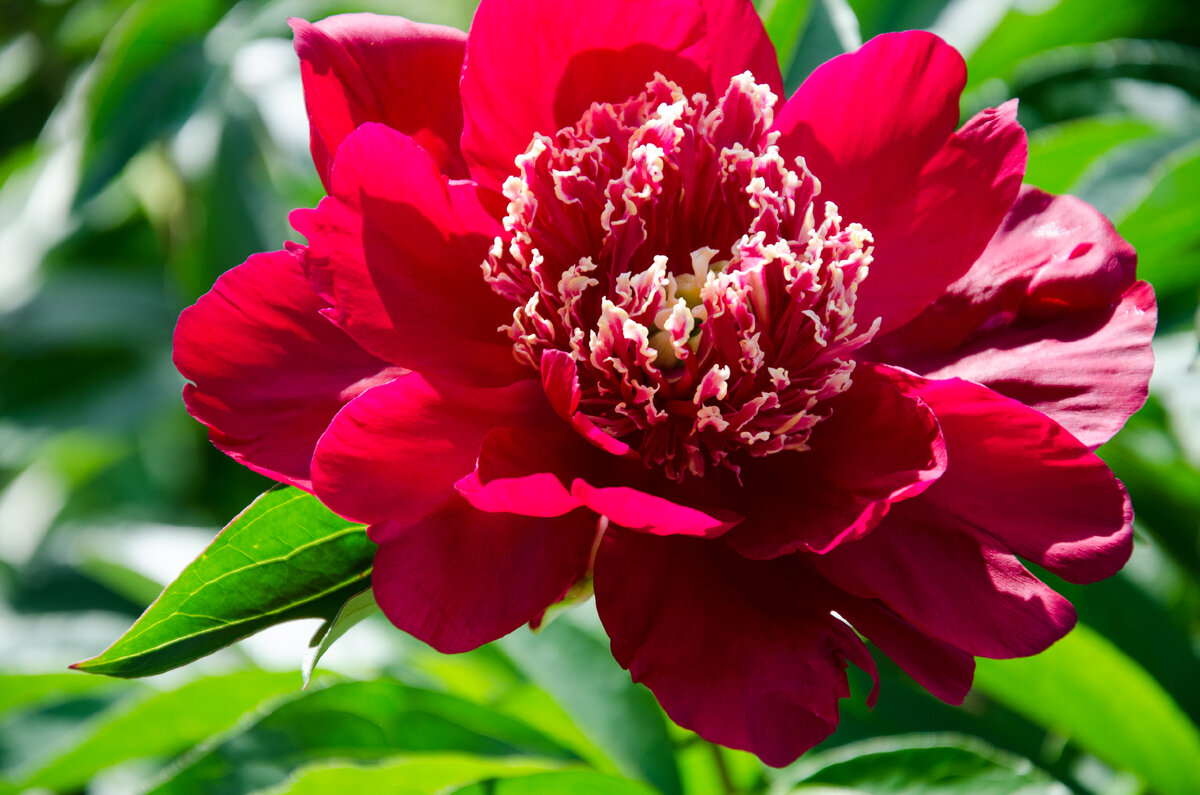 Пион honor. Пионы в августе. Пион червонный оксамит. Пион wellgunde. Пион gerhilde.