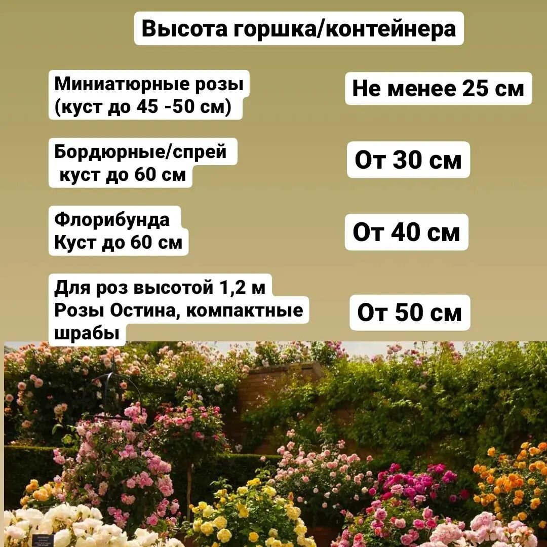 Можно ли выращивать розы в горшках? | Ксения Rosebushes | Дзен