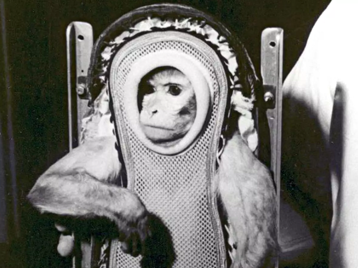 Обезьяны первыми полетели в космос. Обезьяны Эйбл и Мисс Бейкер в космосе. Шимпанзе Хэм космонавт. Обезьяна космонавт Эйбл.