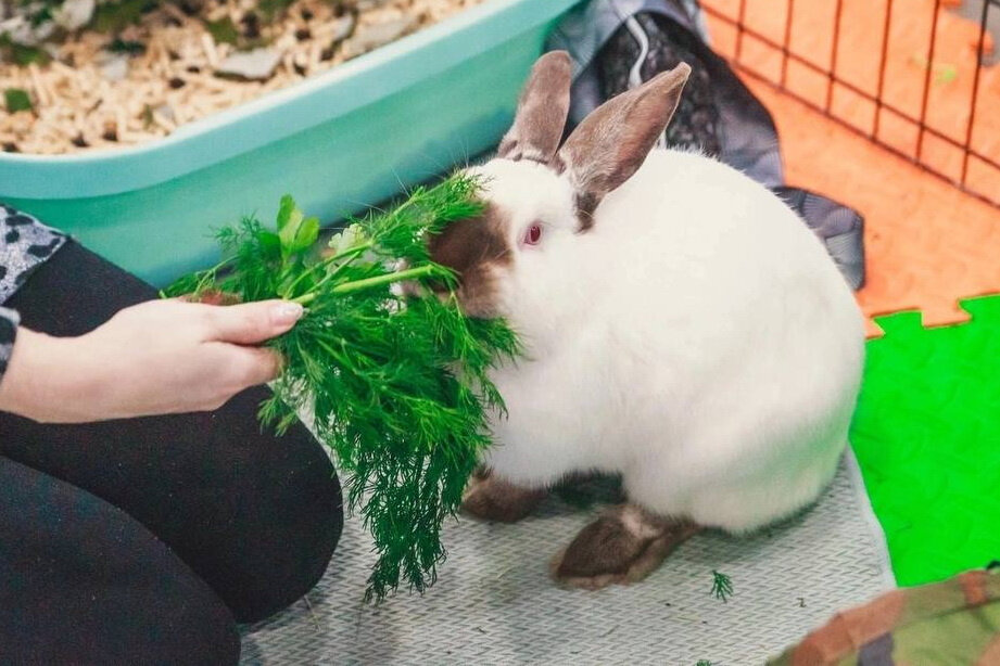   
 Фото: Предоставлено «Фонтанке»