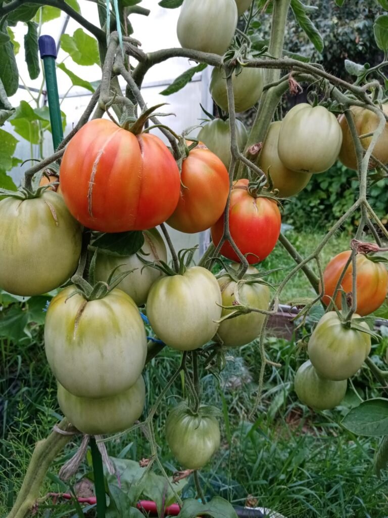 Причины трескания томатов на кусте в теплице при созревании
