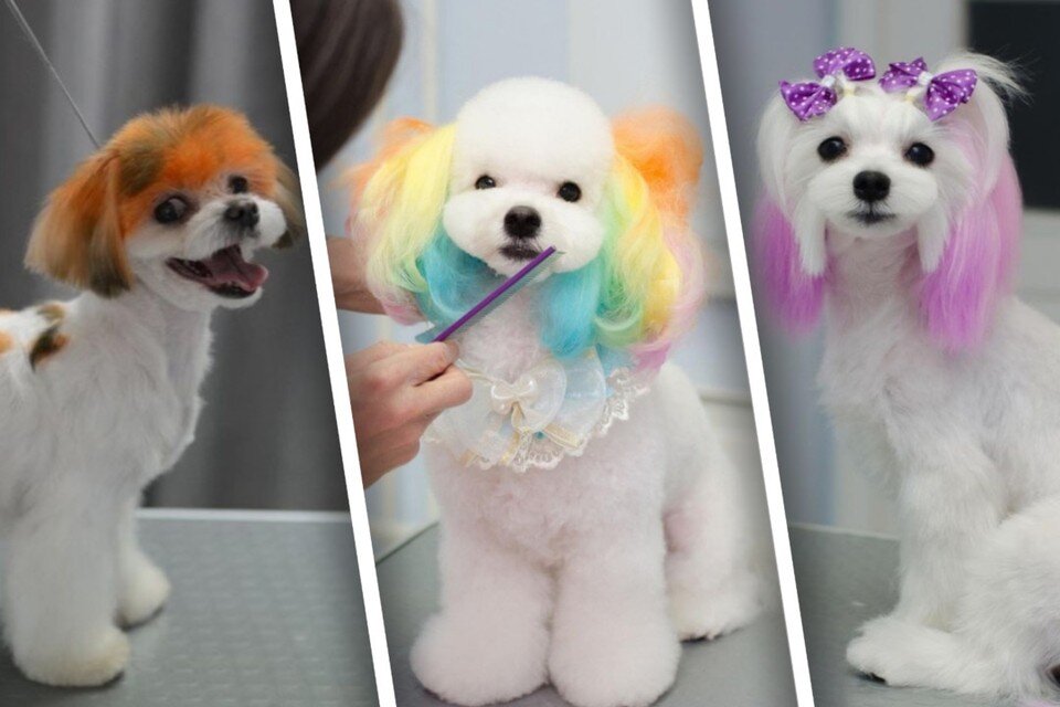     Грумер из Новосибирска красит собак и делает им лапакюр. Фото: Rivvo – стрижка собак в Новосибирске.