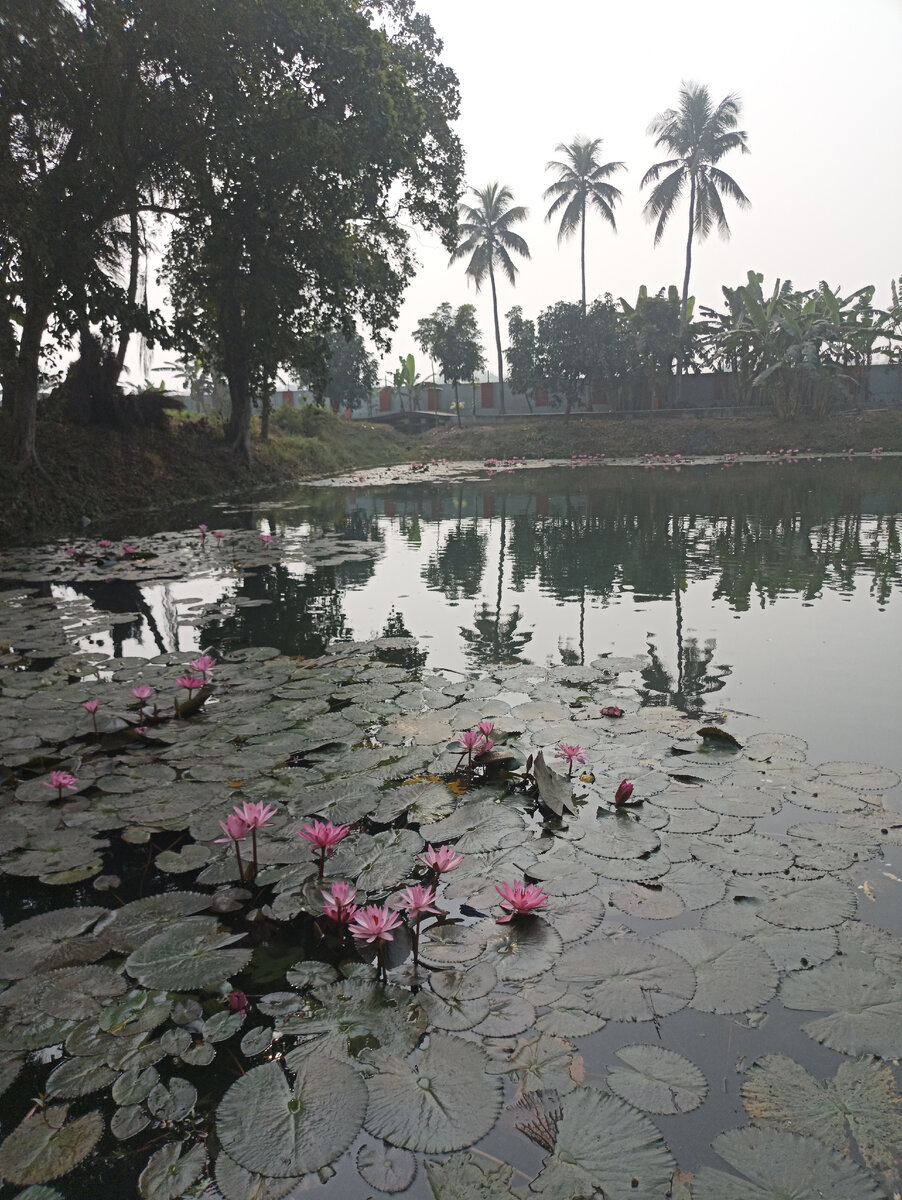 Озеро лотосов.