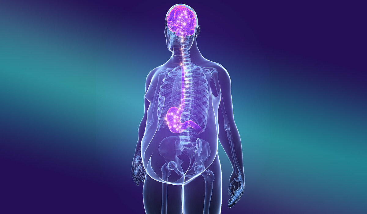 Гормон лептин — что это? Почему повышается — и как влияет на набор ...