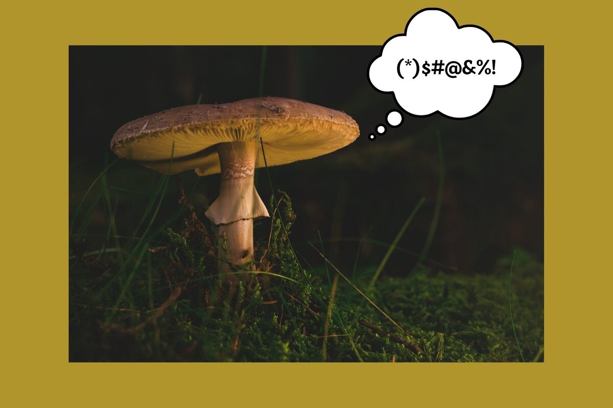 Самый большой гриб в мире. Язык грибников. Гриб так така. Человек под мухомором. Язык грибников.