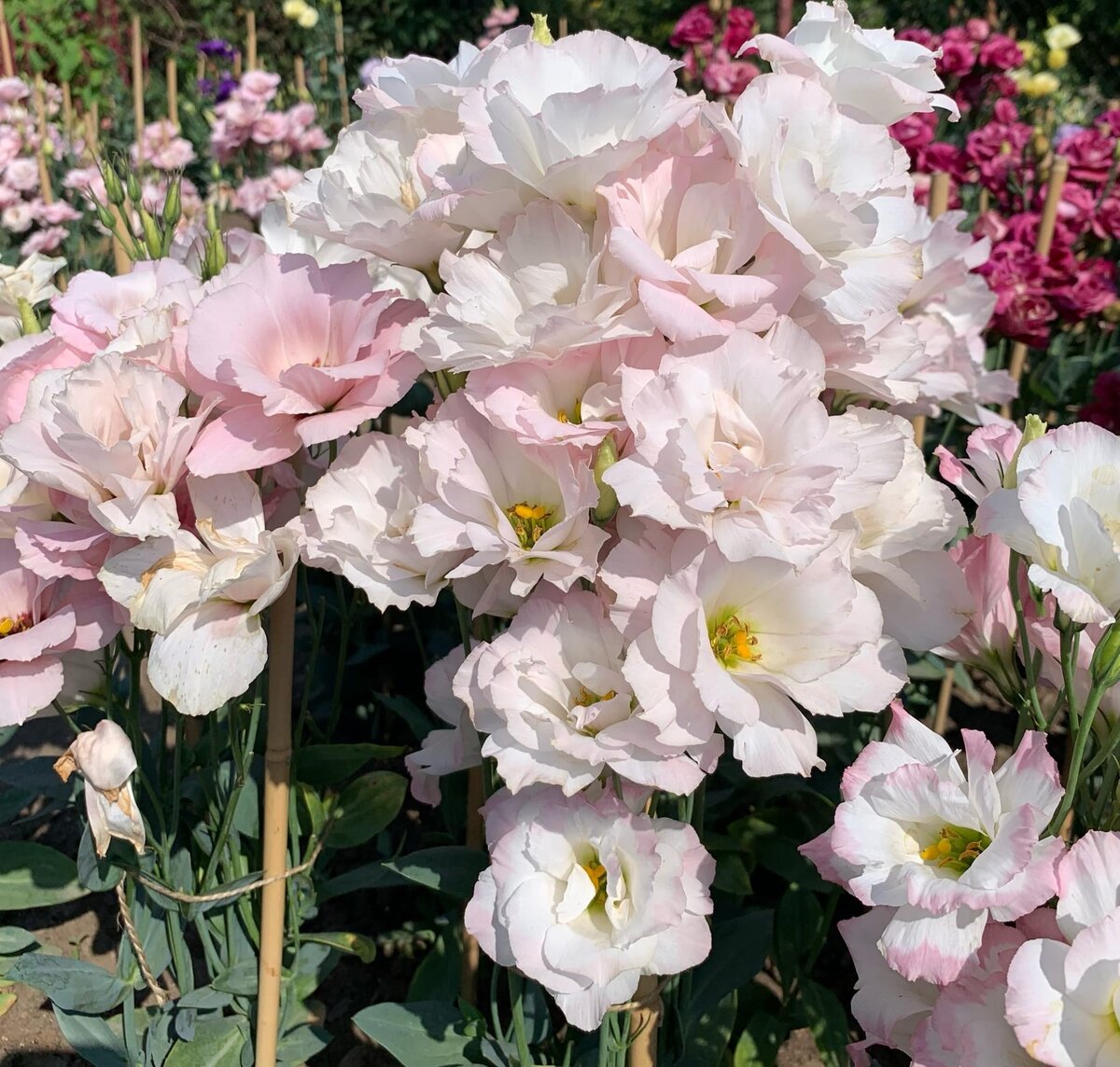 Фото сделано лично мною на опытной площадке Агрофирмы Партнер