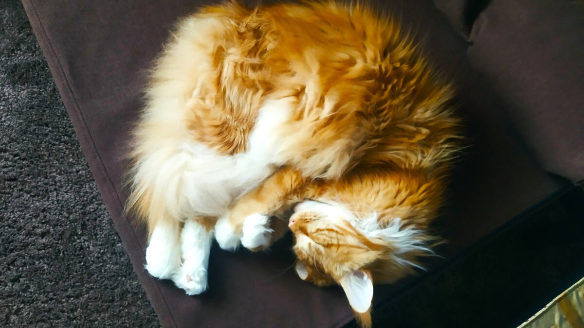 Мейн кун Степа.