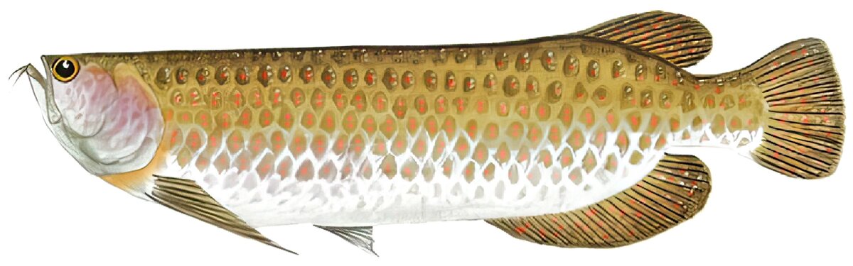 Scleropages jardini