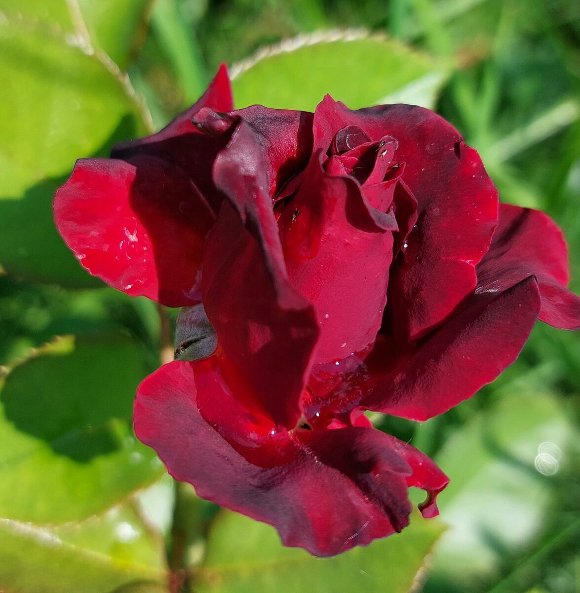 102 розы в саду 🌹 Папа Мейян. Ч/г роза. Магический бархат | Цветочница  Анюта 🌹 | Дзен