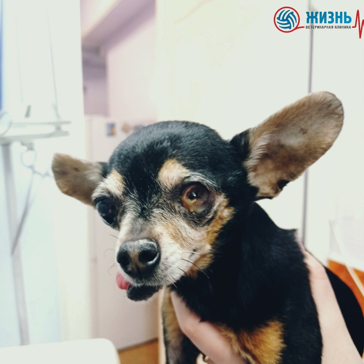 Роня до операции