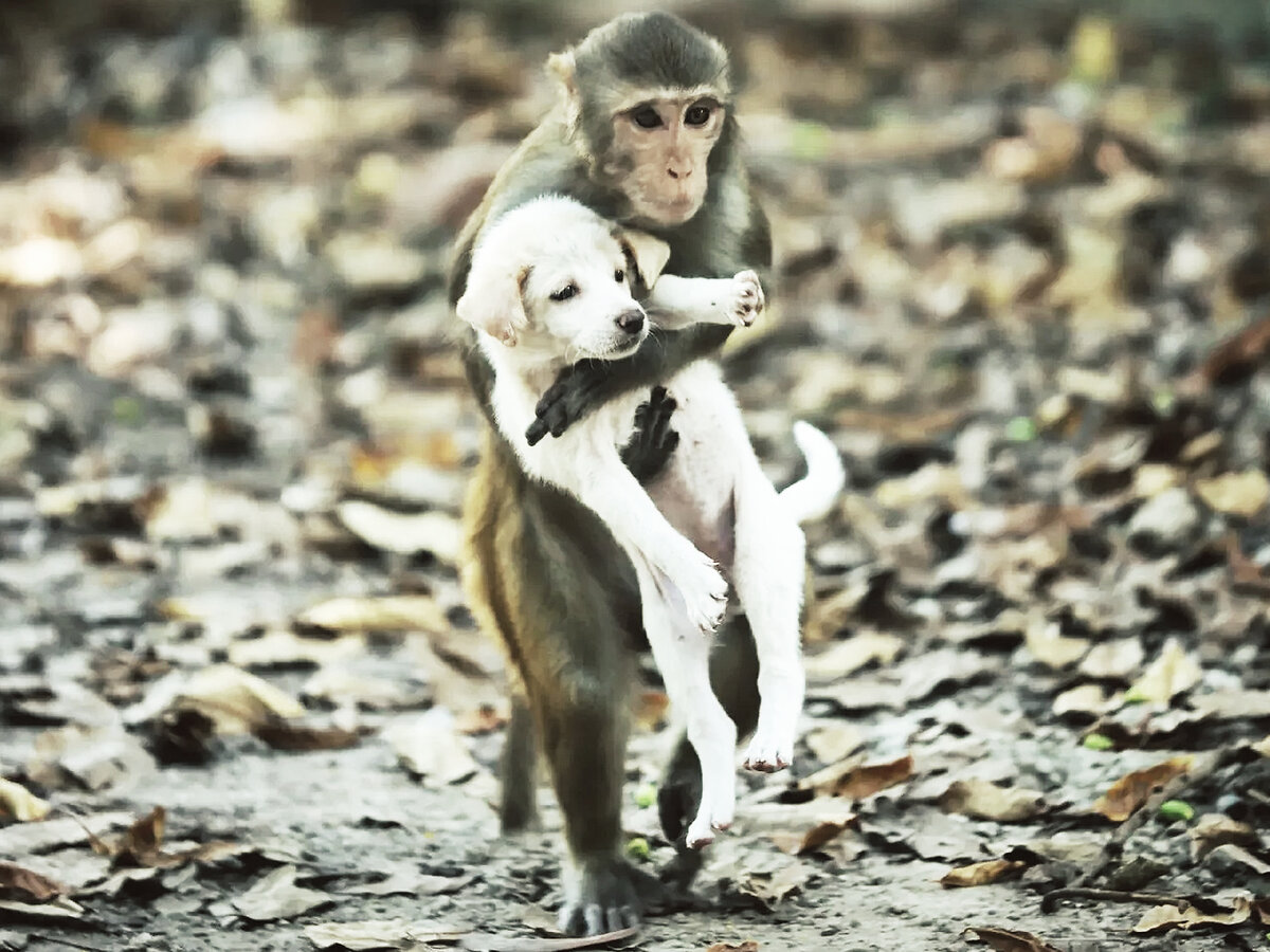 Обезьяна спасла щенка