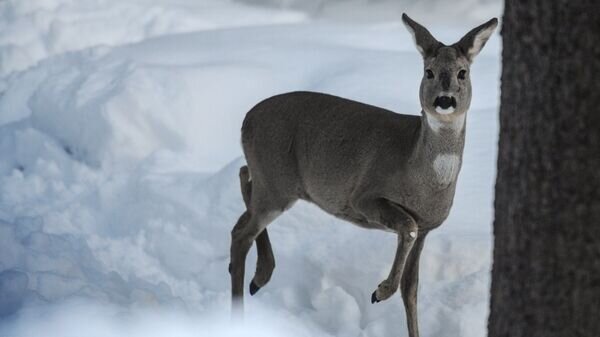   © Sputnik / Владимир Астапкович