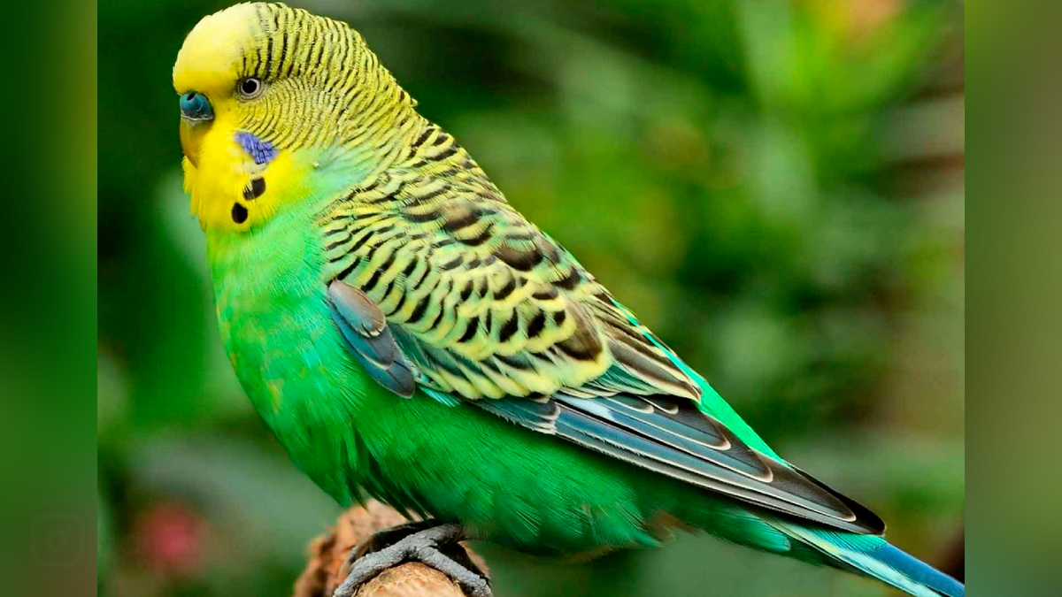 Волнистый попугай