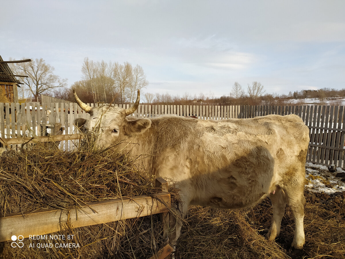 коровы в германии