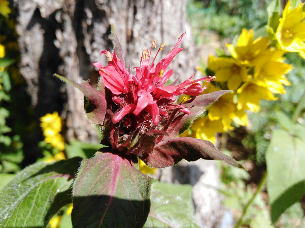 Прицветник - зелено-бордовый, темный