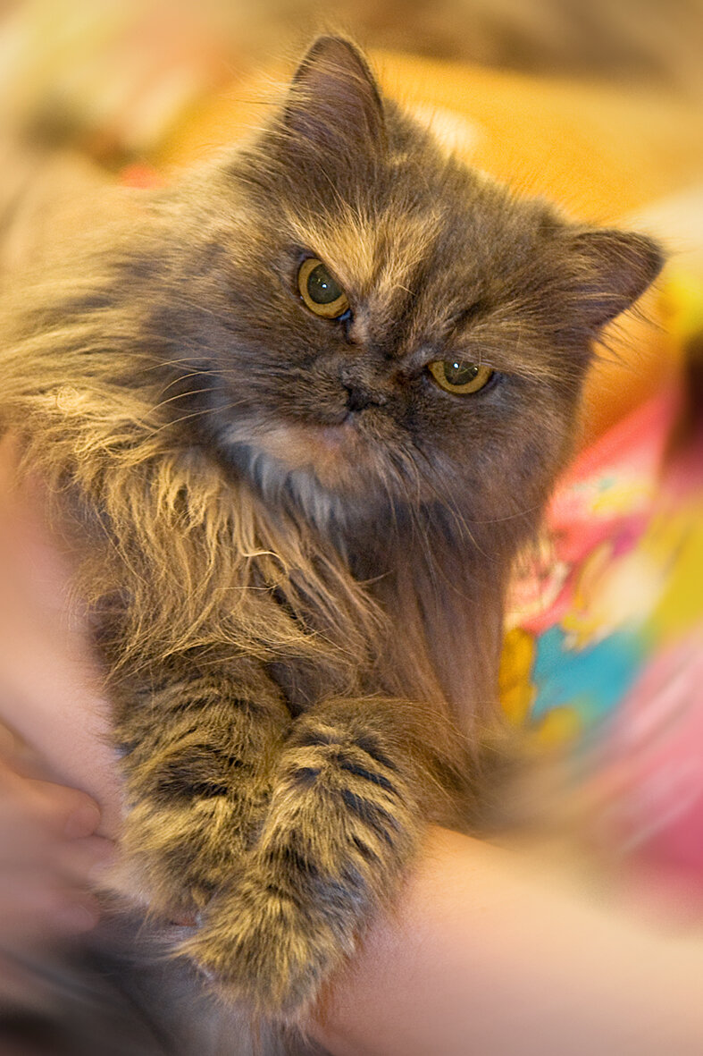 Такая была Мурка. На самом деле очень добрая кошечка, хотя и со своим персидским характером. У кого они есть, понимают о чем я говорю!