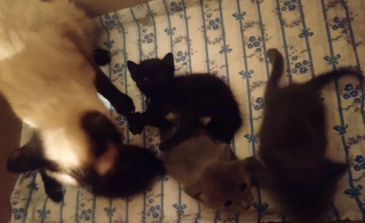 Вот они, уже подросшие, Кошу уже "раздоили", но и козье молочко кушают регулярно