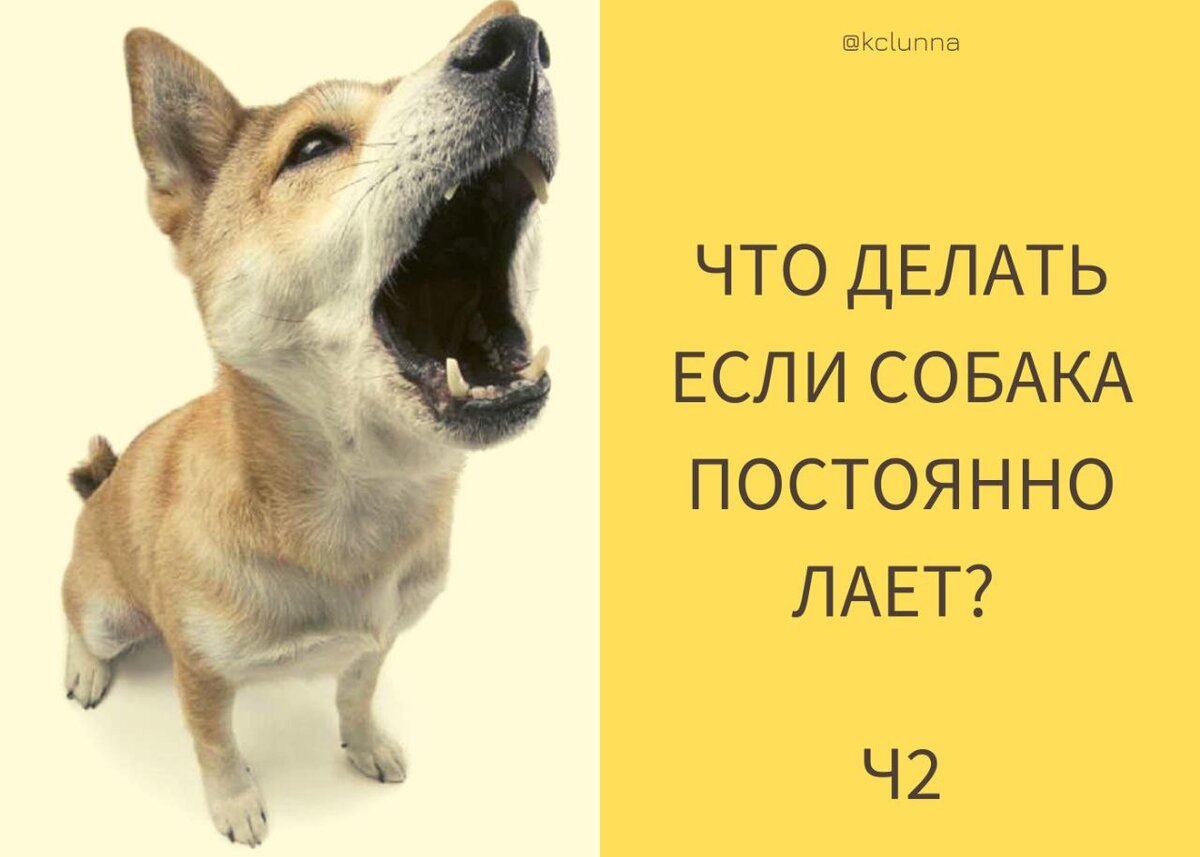 Собаки часто лают. Собака лает. Если собака лает. Собака лает без причины. Почему собака лает.