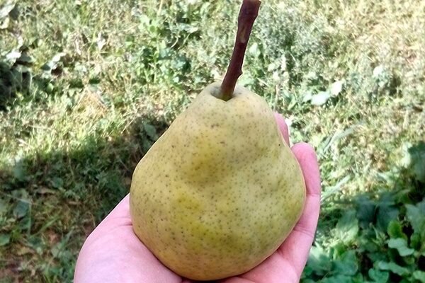 Борьба с вредителями и болезнями