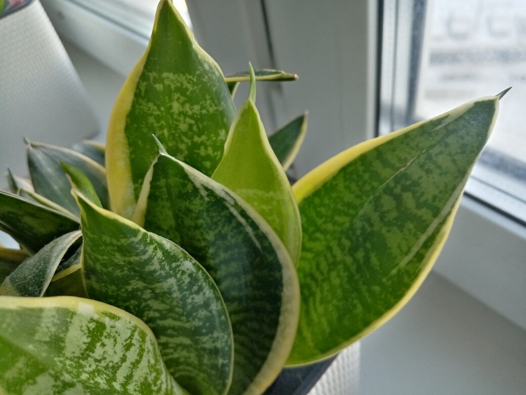 "Некрасивый" лист сансевиерии. Фото автора.