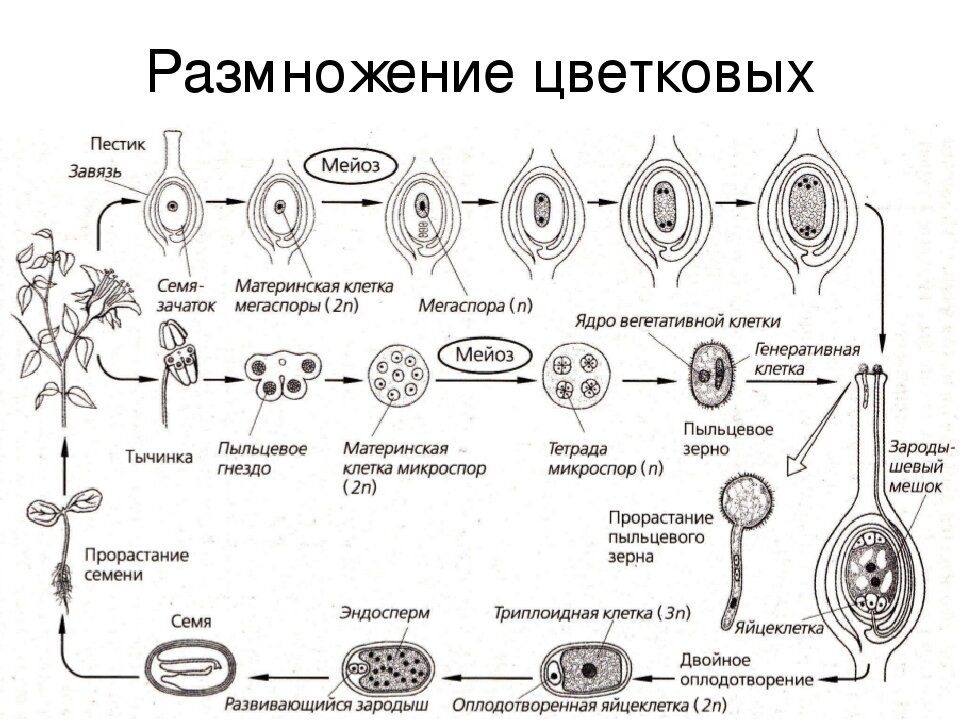 Двойное оплодотворение у цветковых