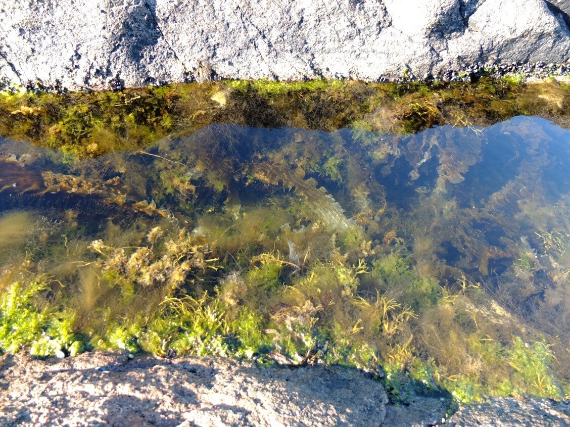 Химические водоросли. Макрофиты. Водоросли в рафте. Как выглядит водоросли в рафте. Как выглядят водоросли в рафт.