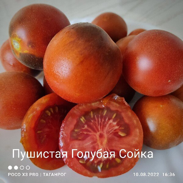 Плоды пушистые, красно-фиолетовые
