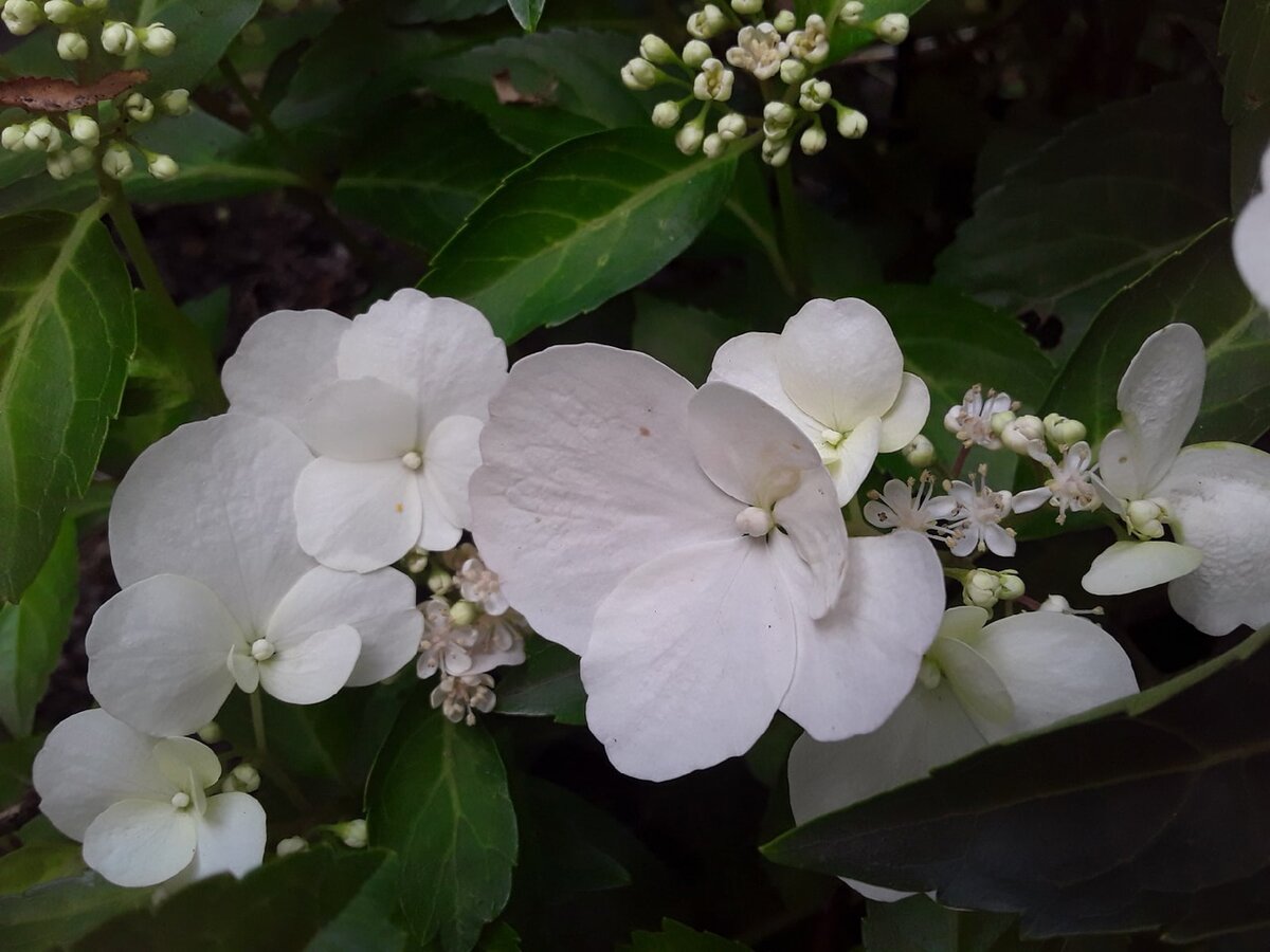 Endless Summer 3 Gal. Blushing Bride Reblooming Hydrangea Flowering Shrub, White