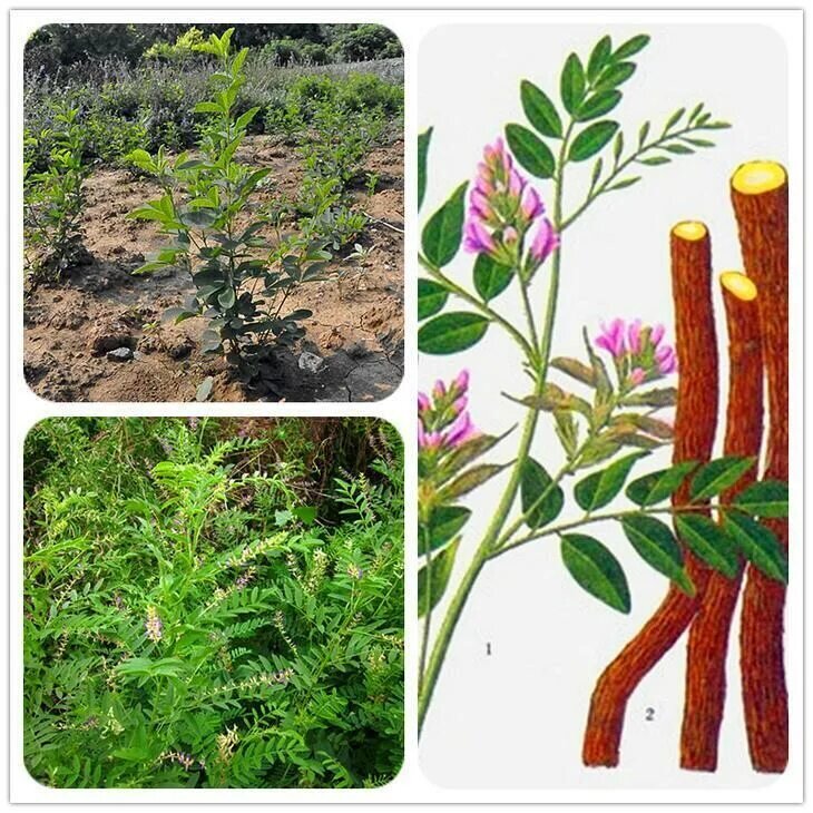 Корень солодки