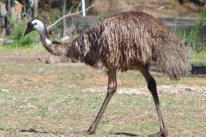  Фото: 4lapki.com