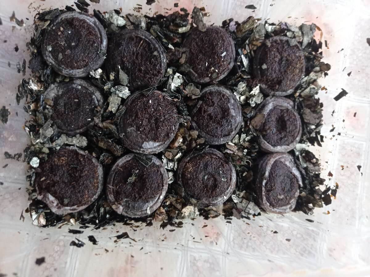 Торфяные таблетки засыпаны вермикулитом.