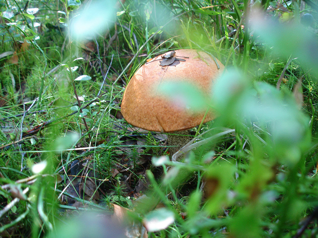 Лес в Мухино. Фото автора.