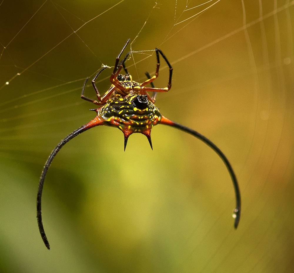 Став паук. Macracantha arcuata паук. Рогатый паук Gasteracantha arcuata. Длиннорогий паук кругопряд. Красный ШИПАСТЫЙ паук-кругопряд.