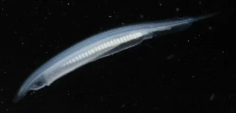 Ланцетник. Источник: https://dzen.ru/a/Yna8knlNcTNWStX3