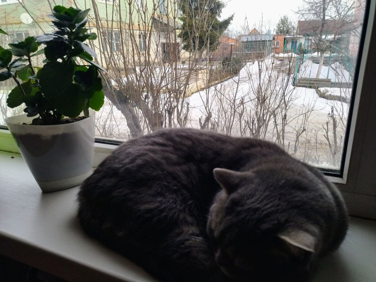 За окном зима. А я с котиком дома.