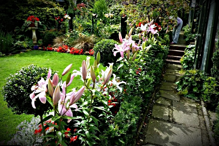 Лилии в ландшафтном дизайне сада, фото лучших композиций