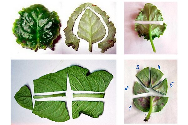 Размножение фиалок цветоносами. Фиалки черенкование листочками. Укоренить листик фиалки. Сенполия размножение листом. Узамбарская фиалка размножение.