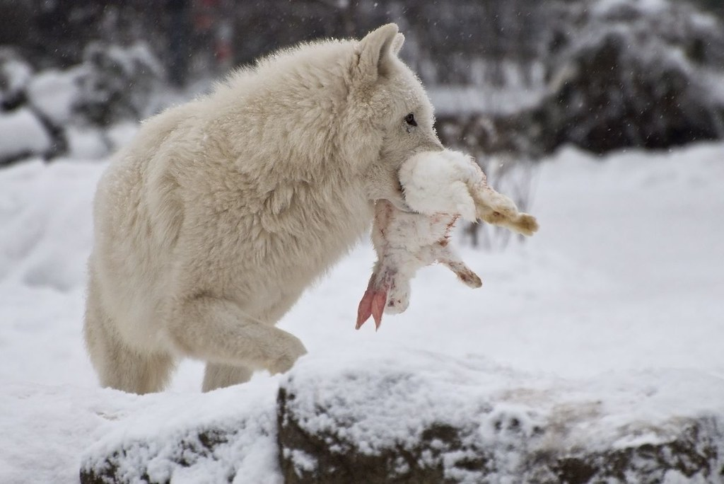 Догнал волка. Арктический Полярный волк. Полярный волк охотится. Полярный волк стая вожак. Полярный волк охотится на зайца.