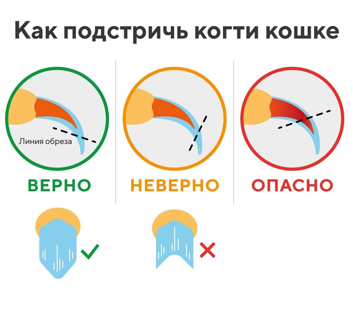 Как подстричь голубю когти