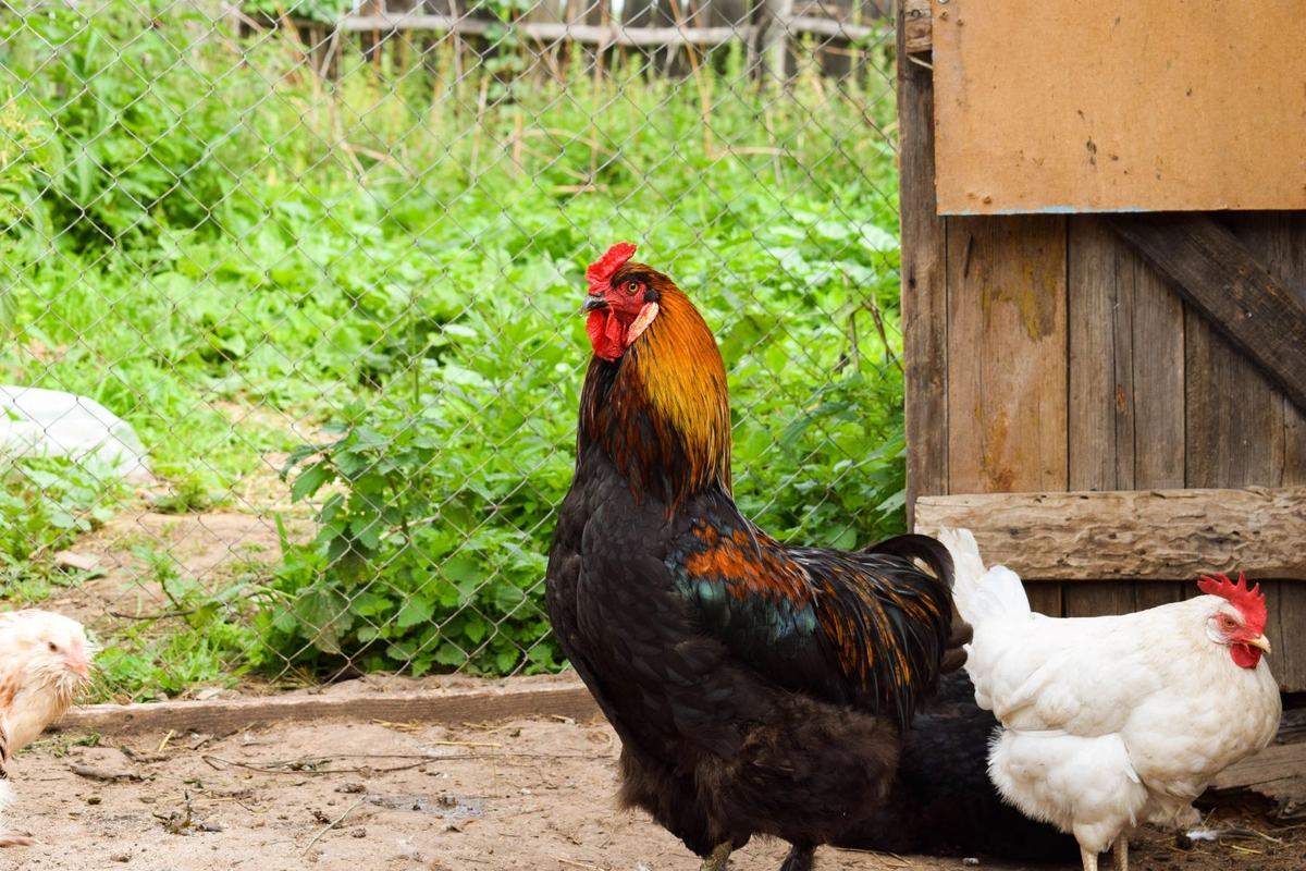 Петя настроен воинственно