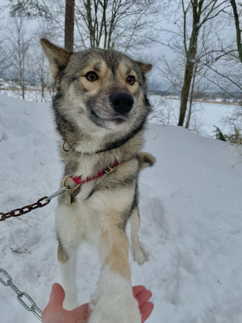 Вожак стаи, приятно познакомиться :)