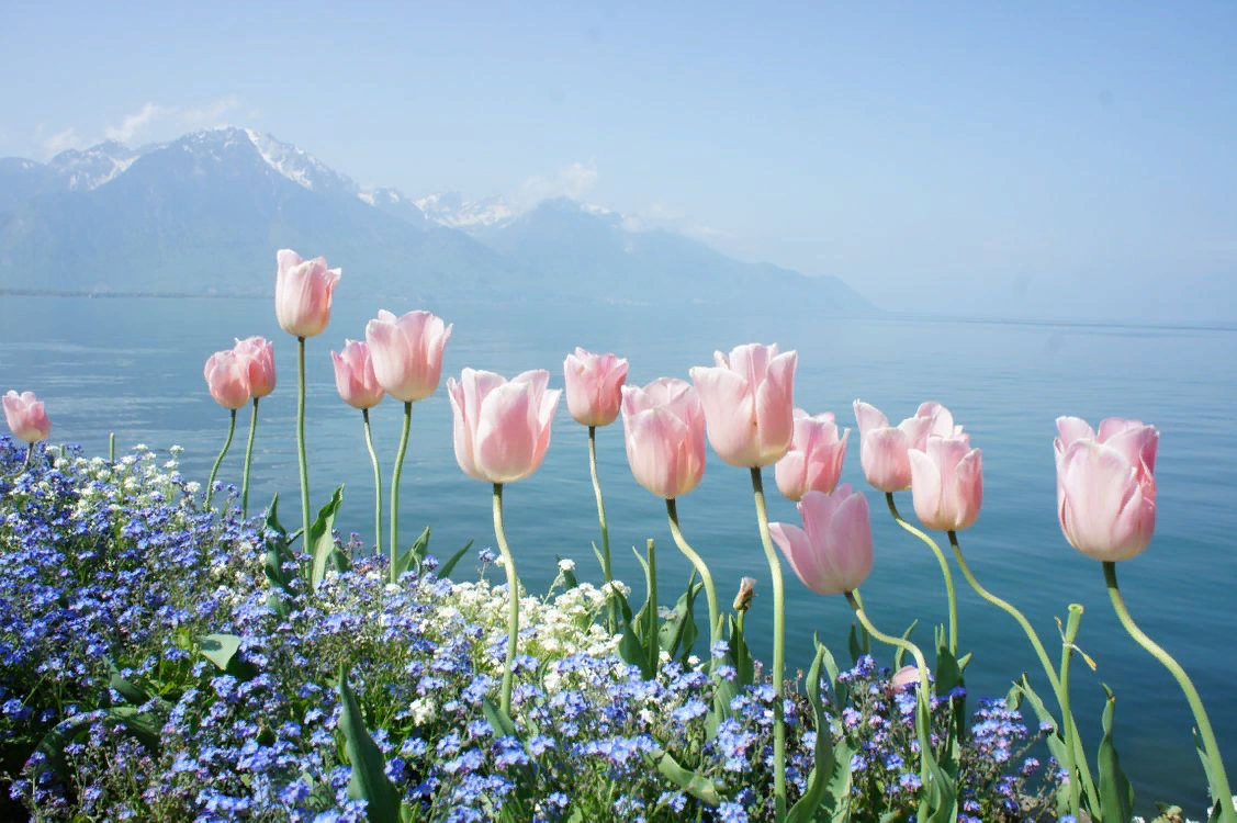 https://fonwall.ru/wallpaper/flowers-mountains-spring-tender.html