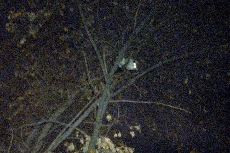     Кот просидел на дереве больше суток. Фото: «Зооспас Екатеринбург»