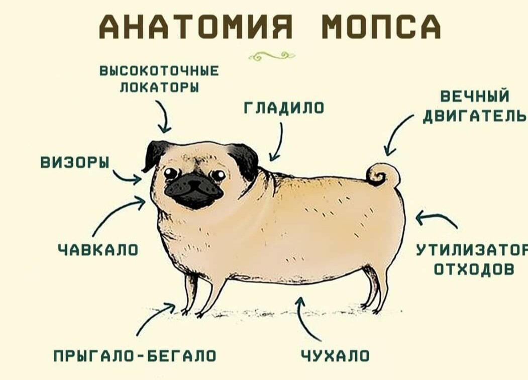 скачано из интернета