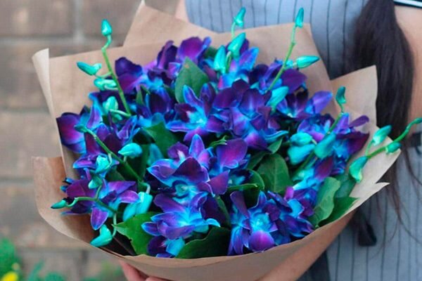Существуют ли в природе синие орхидеи