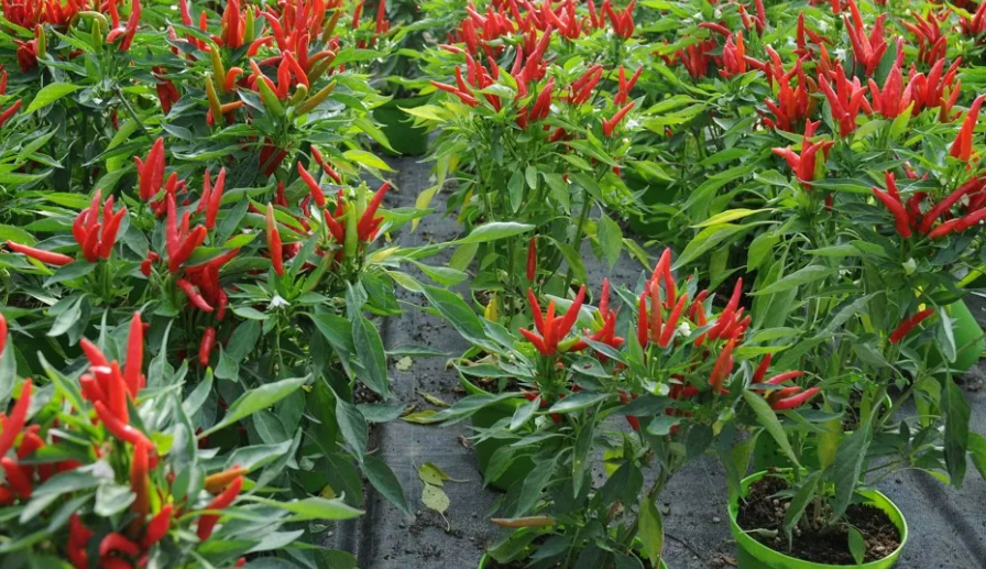 Фотография взята из источника mirperca.ru