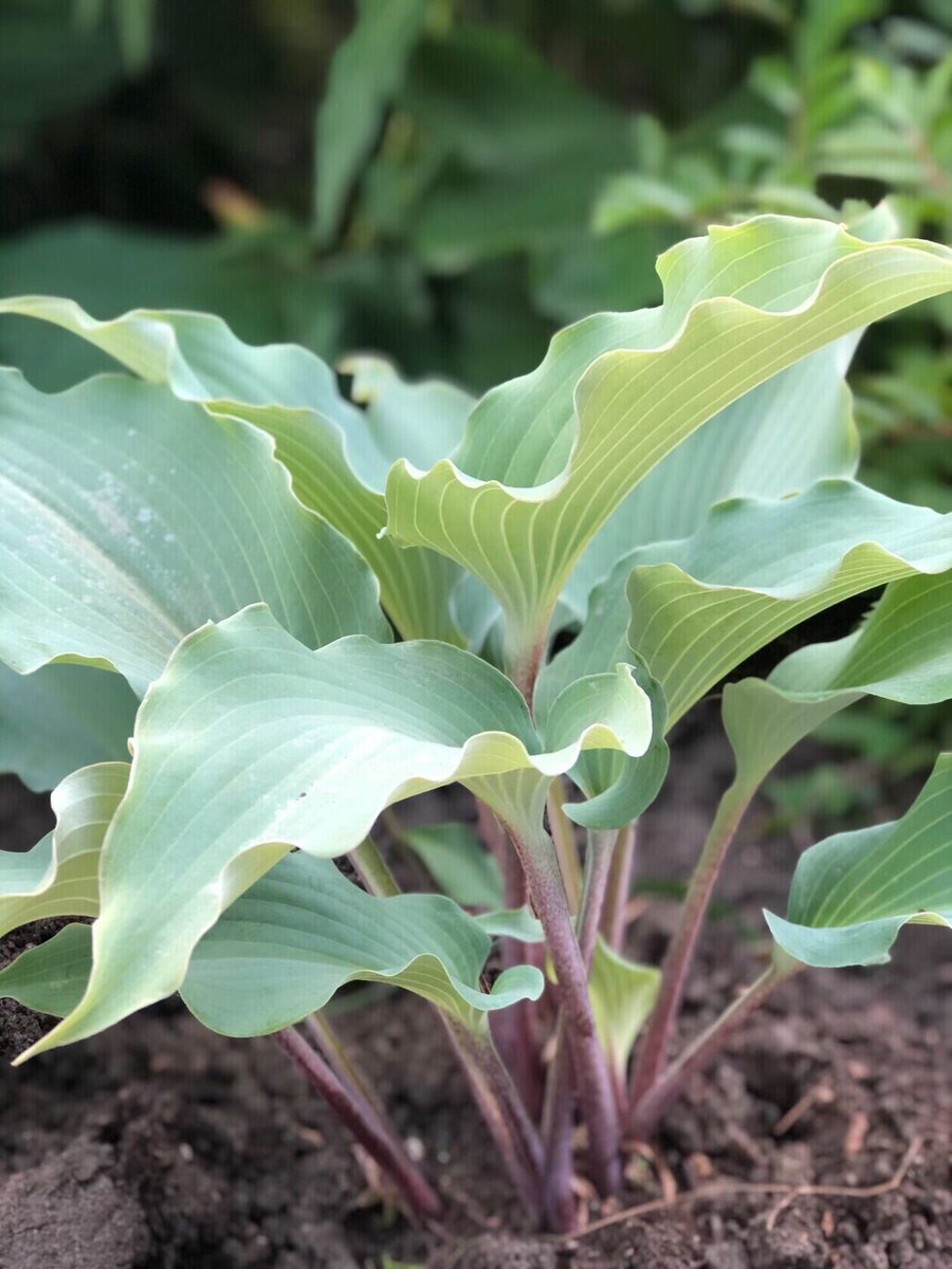 Предложение по хостам 2023г.: с «разлетающейся» формой куста, волнистым ...