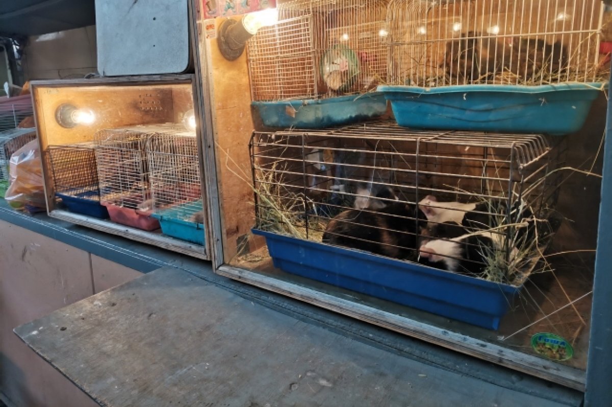    Продавцы из зоомагазинов говорят, что содержали животных в хороших условиях и до принятия нового закона.