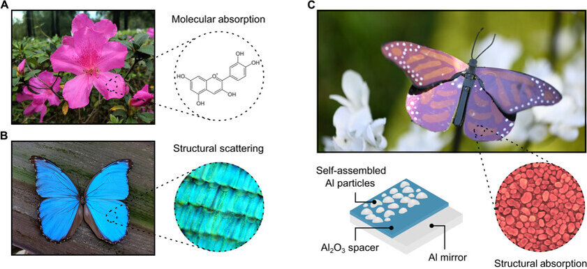    Многие вещества, придающие разным объектам и предметам цвета, избирательно поглощают частоты, соответствующие их молекулярным электронным переходам. На фото показаны бабочки и цветы, которые вдохновили ученых на создание краски с наноструктурами внутри. Фото: University of Central Florida