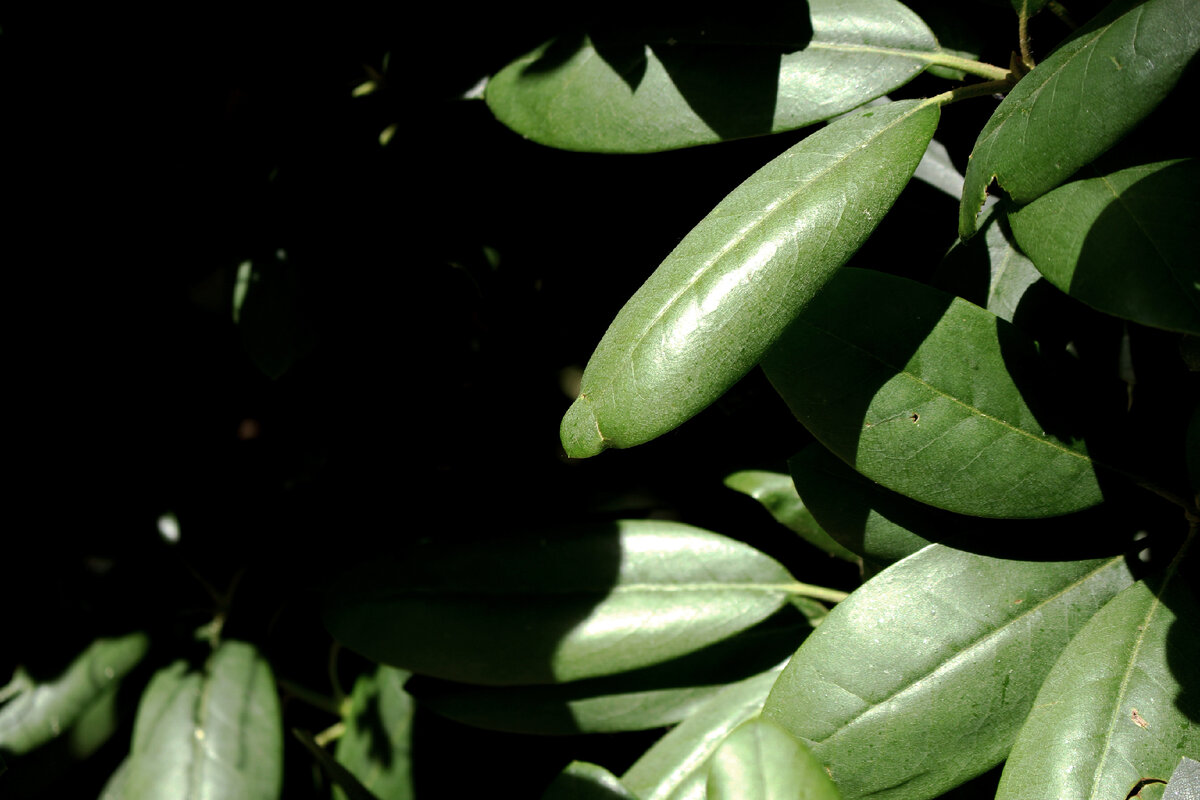 Черно-зеленое. Эти два цвета являются главными для футбольного клуба «Краснодар». На мой взгляд, очень ассоциативные цвета с городом: долго зеленый, но стремящийся из-за яркого солнца в тень. 